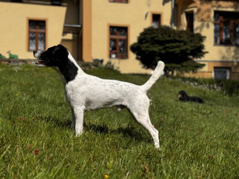 Christian Grey Black Bubble