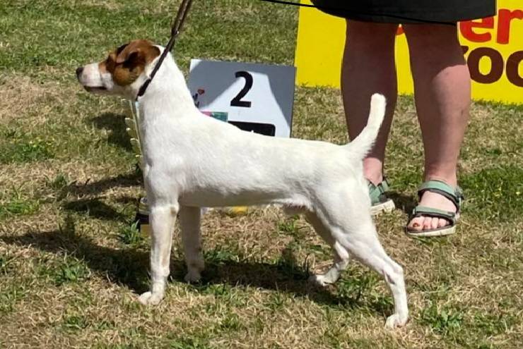 Fryk od Janovického haltýře