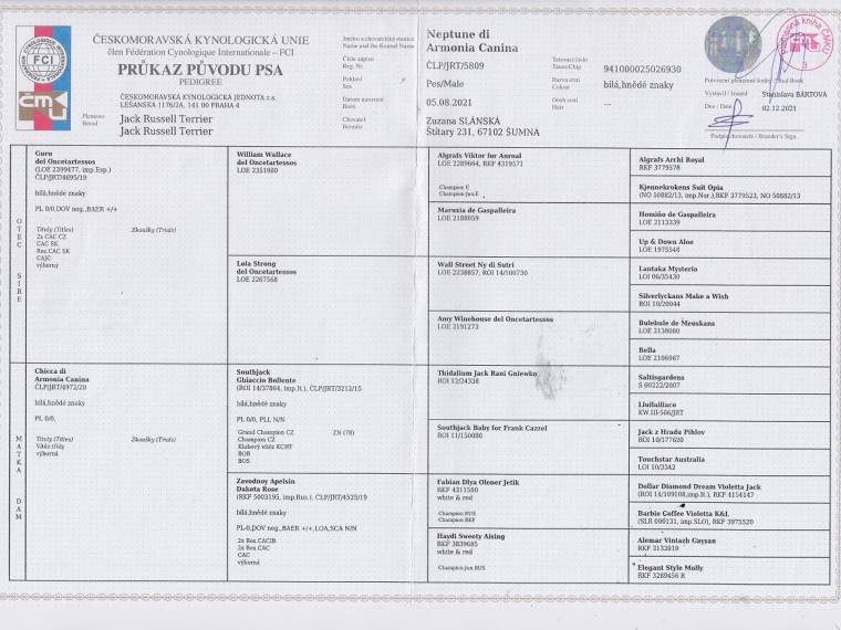 Neptune di Armonia Canina