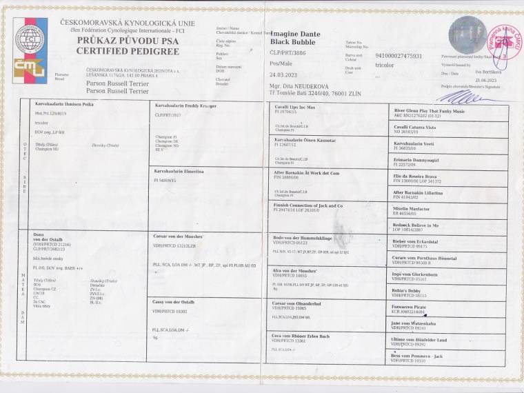 Imagine Dante Black Bubble