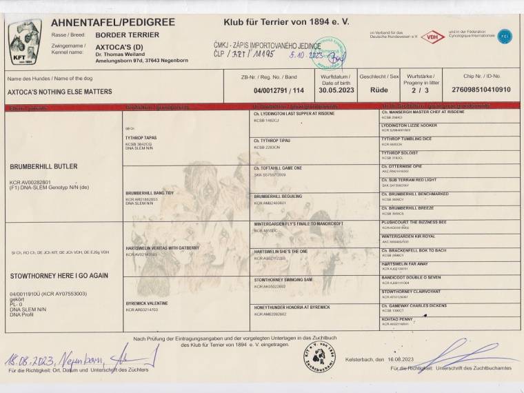 Axtoca's Nothing Else Matters