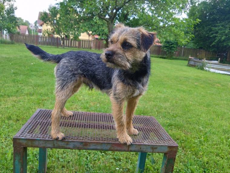 Ron Lovec z Dračína