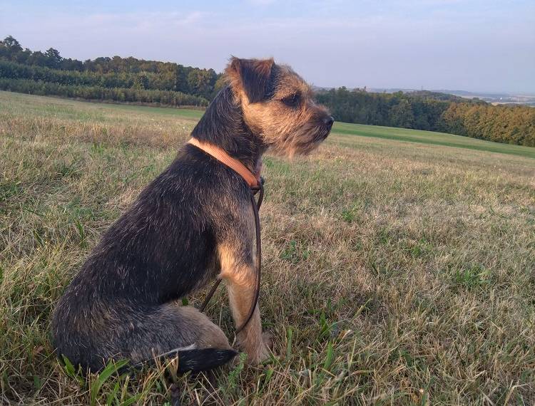 Ron Lovec z Dračína