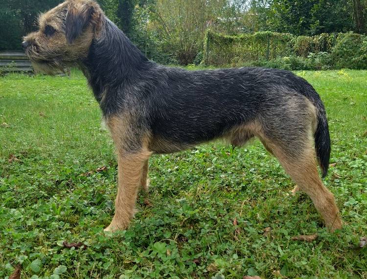 Ron Lovec z Dračína