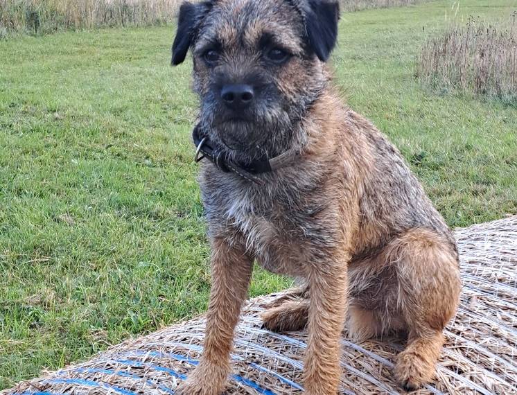 Alan z Vraního kopce