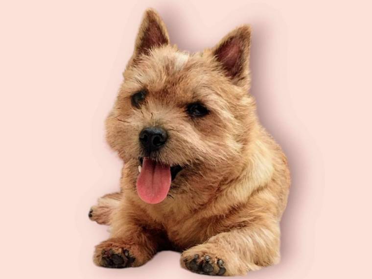 Unique Ryss Terry-Westie