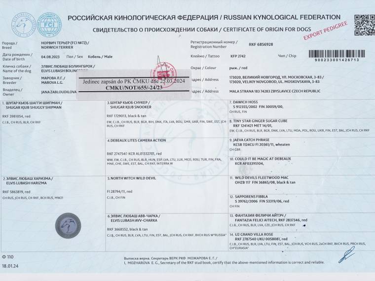 Elvis Lubash Bolingbrok