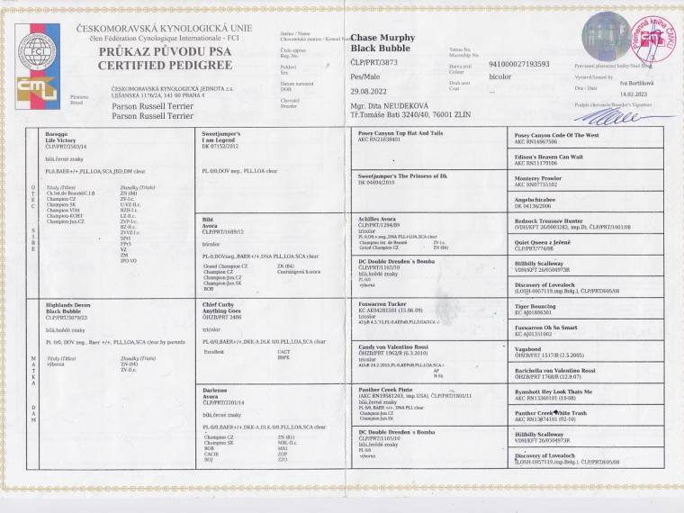 Chase Murphy Black Bubble