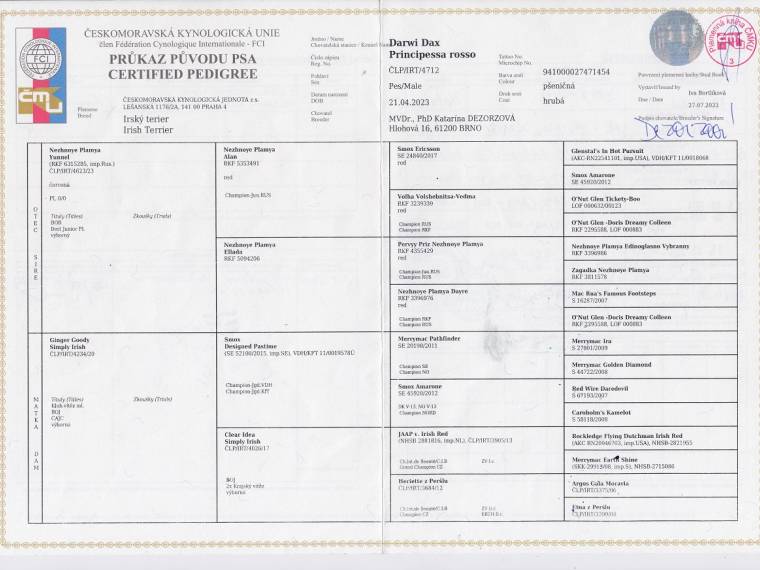 Darwi Dax Principessa rosso