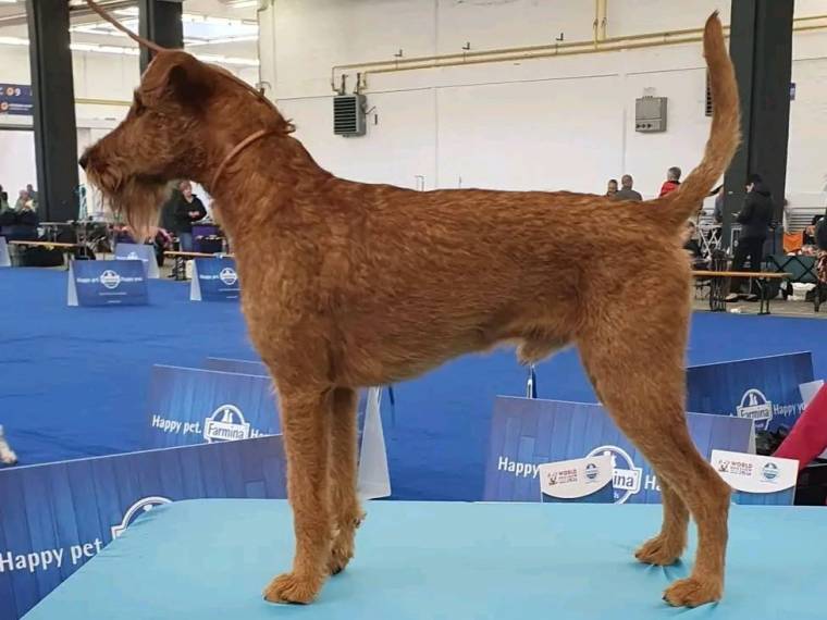 Darwi Dax Principessa rosso