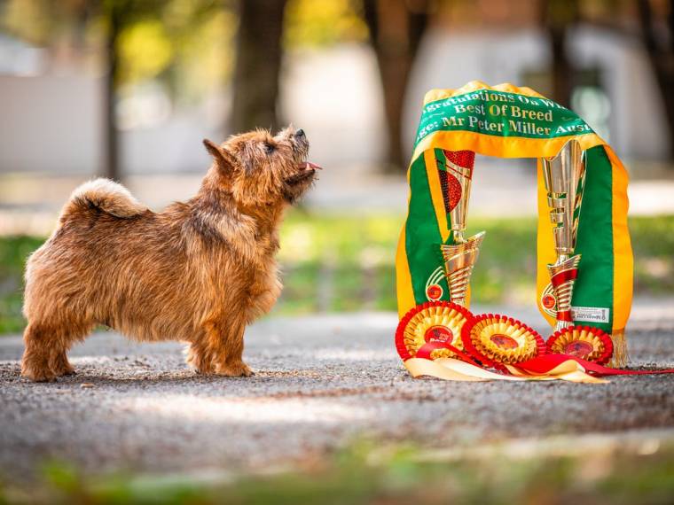 Elvis Lubash Bolingbrok