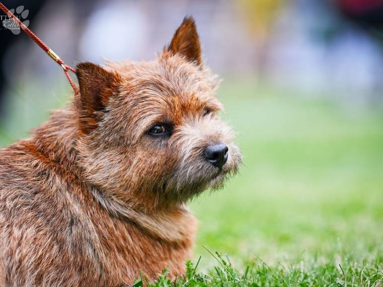 Elvis Lubash Bolingbrok