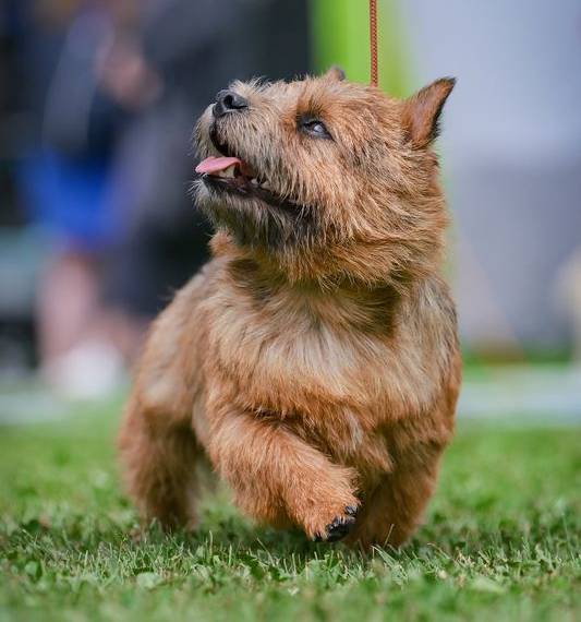 Elvis Lubash Bolingbrok