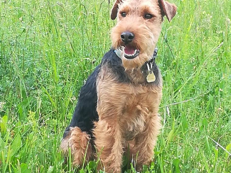 Frodo od Zábědovského potoka