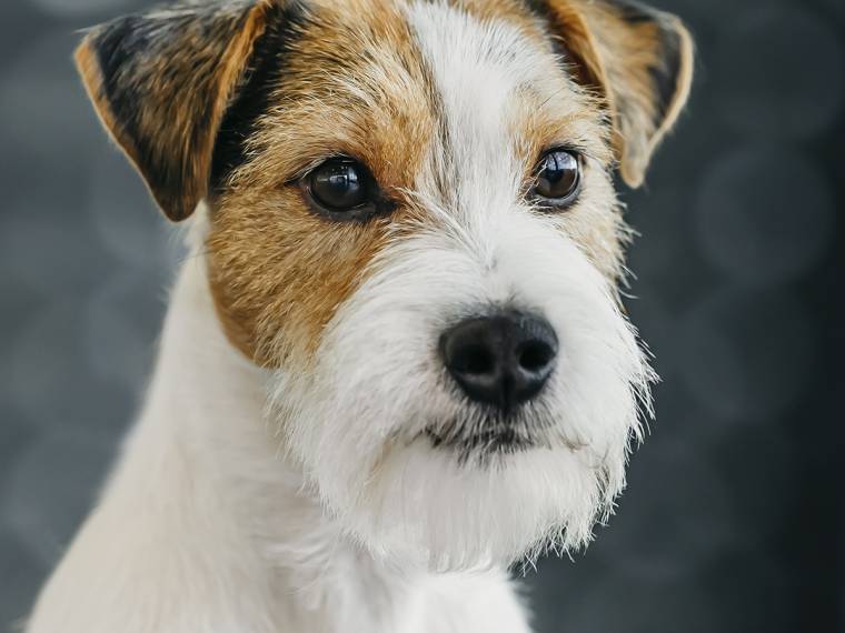 Frejr Mysia Zaglada (FCI)