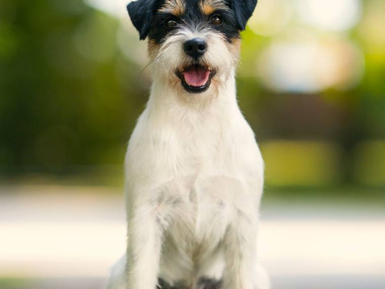 Imagine Dante Black Bubble