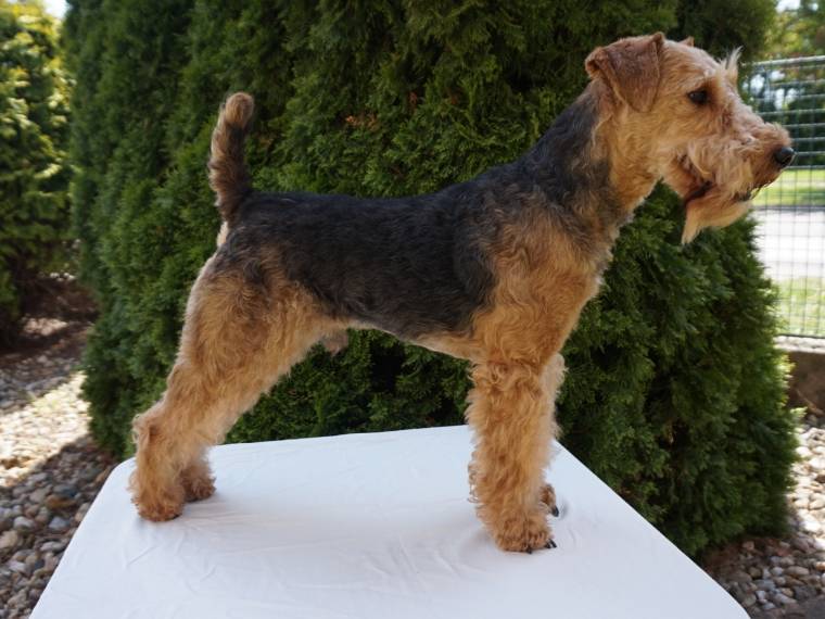 Bad ze Smidarského parku