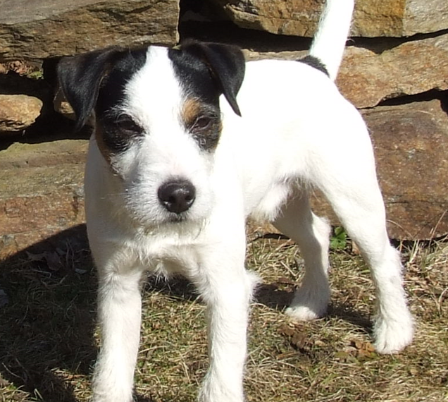 Buddy od Dobronínského rybníka