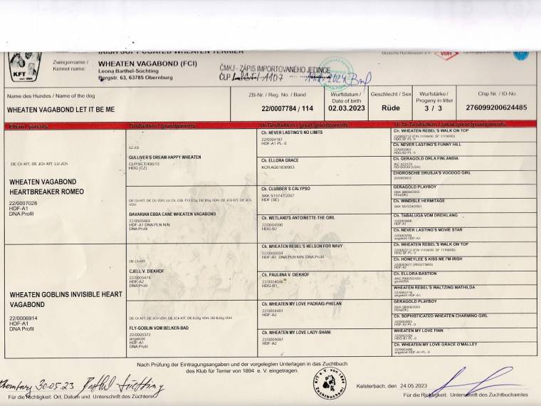 Let It Be Me Wheaten Vagabond (FCI)