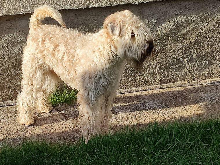Let It Be Me Wheaten Vagabond (FCI)