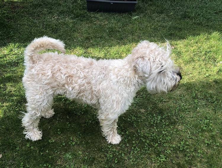 Let It Be Me Wheaten Vagabond (FCI)
