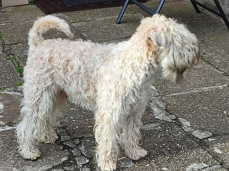 Let It Be Me Wheaten Vagabond (FCI)