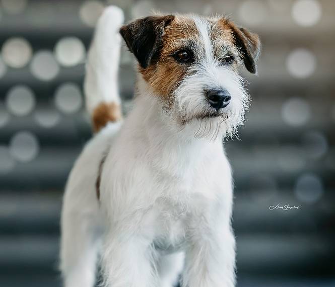 Crash Bandicoot White Star Bohemia