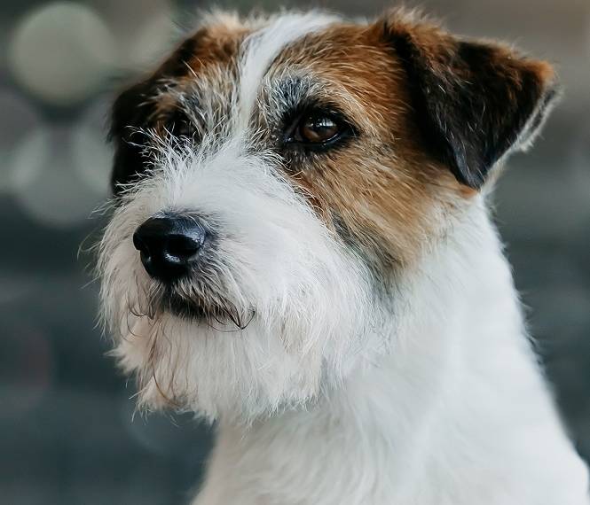 Crash Bandicoot White Star Bohemia