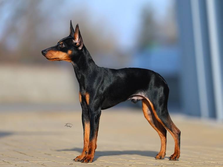 Aquarius Touching the Stars