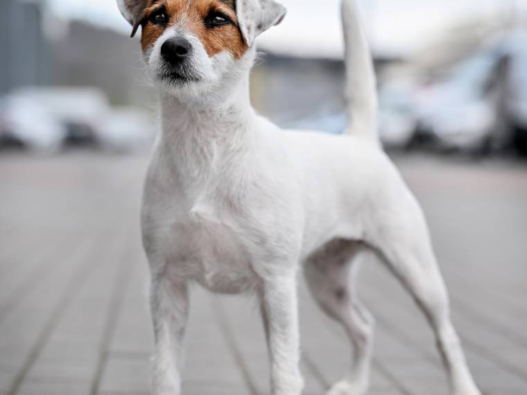 Athéna Černý faun