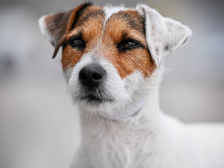 Athéna Černý faun