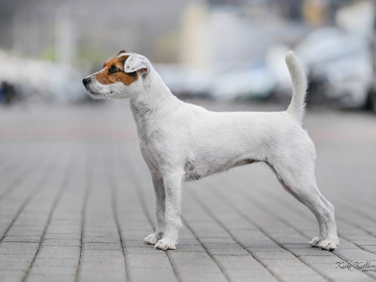 Athéna Černý faun