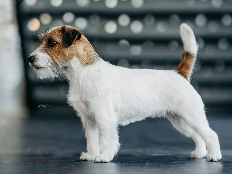 Eternal Victory White Star Bohemia