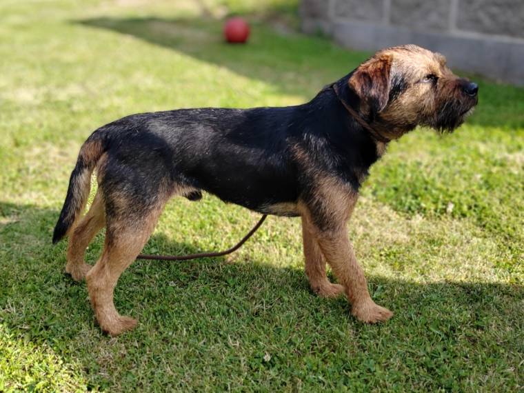 Colombo Jankovská střela