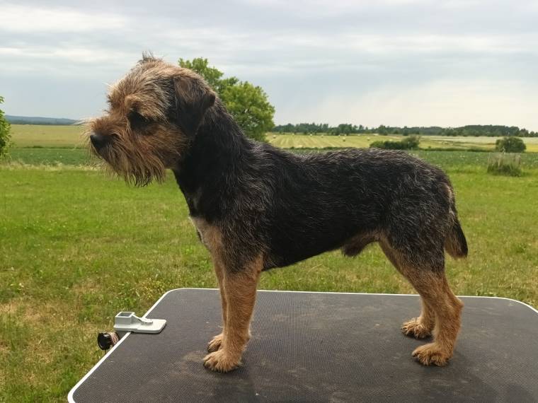 Harry z Hájovského lesa