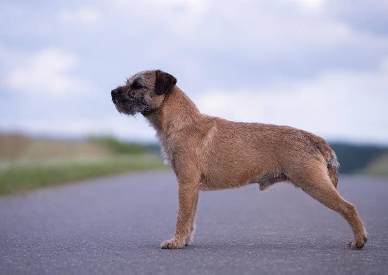 Argo Toraka ze Slunného Kokonína