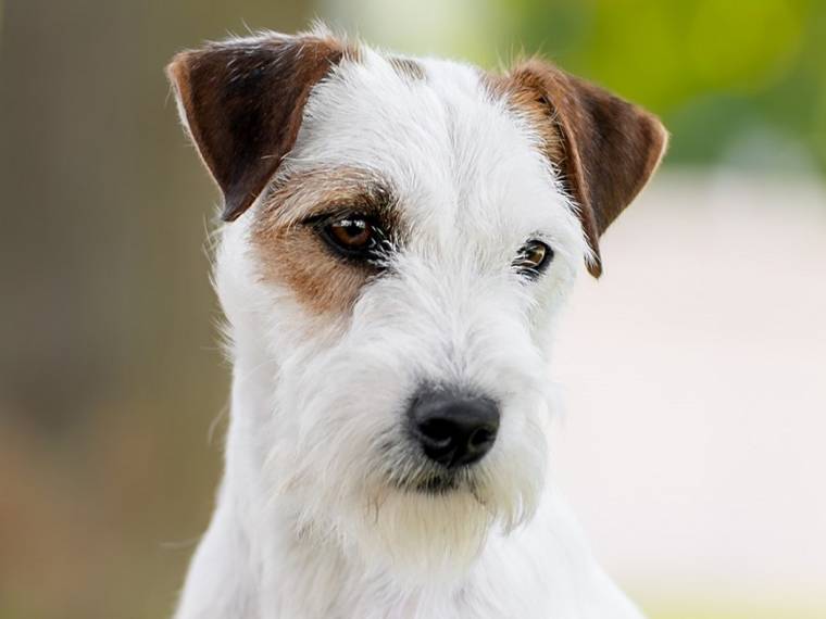 Nesquik Kutcher - Chan