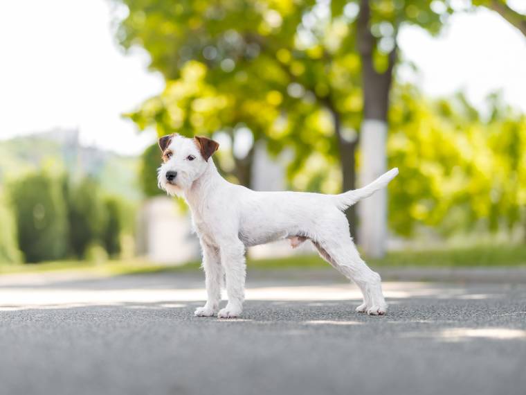 Nesquik Kutcher - Chan