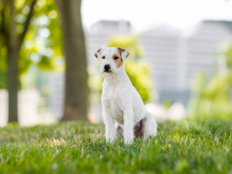 Nutella Kutcher - Chan