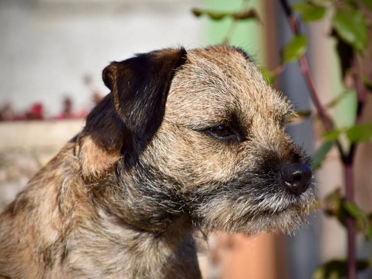 Ozzy Prodigy Psi Mysteria