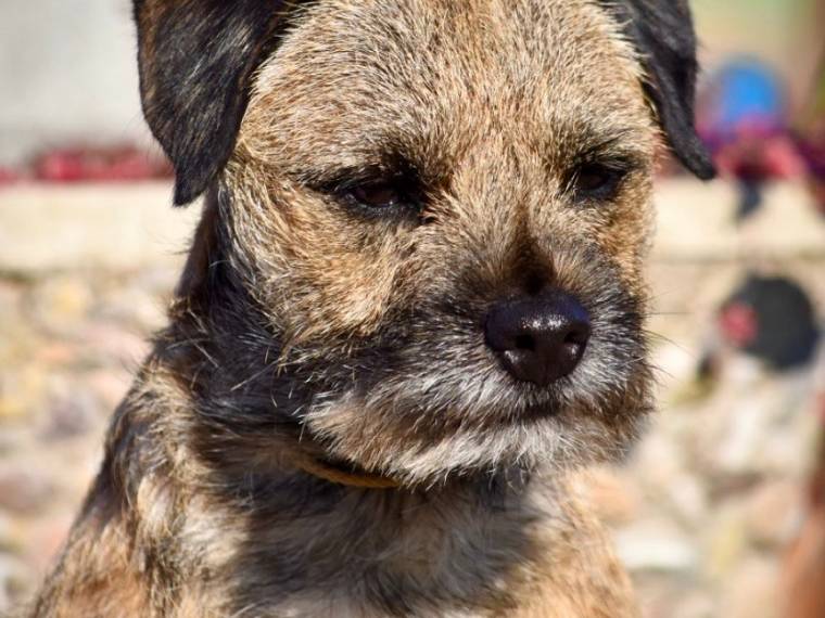 Ozzy Prodigy Psi Mysteria