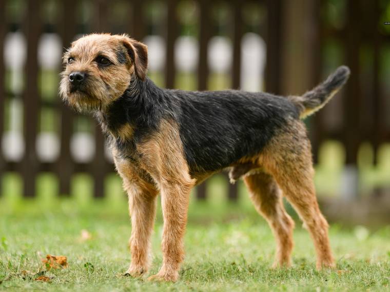 Irton ze Stružského dvora