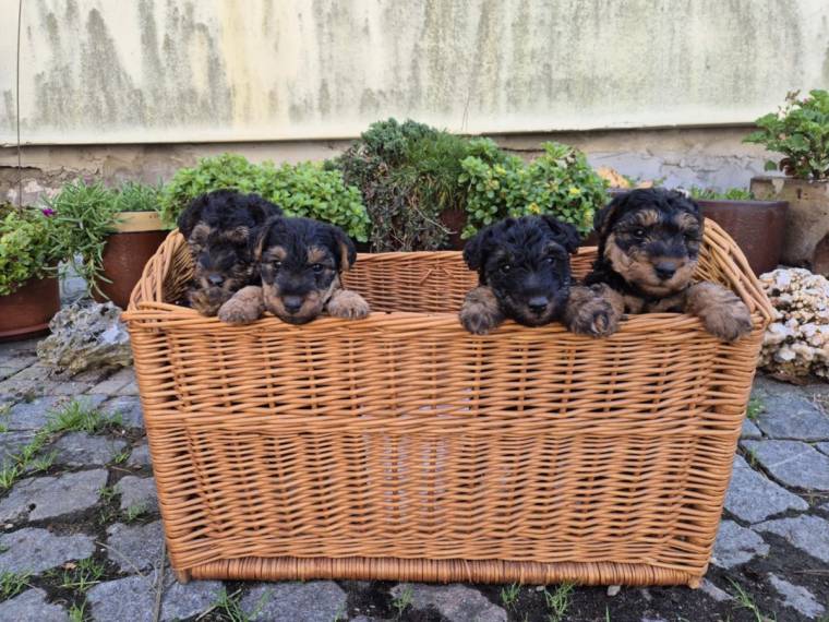 Vrh G Žanetino srdce