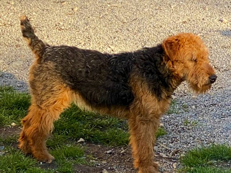 Cora Kublov Křivoklátský Bull