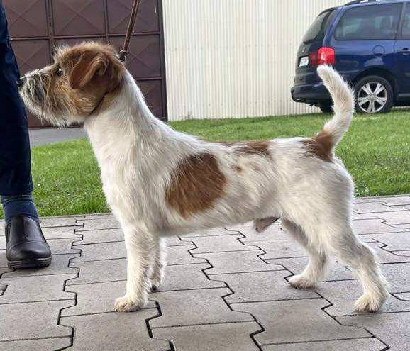 Ubu di Armonia Canina