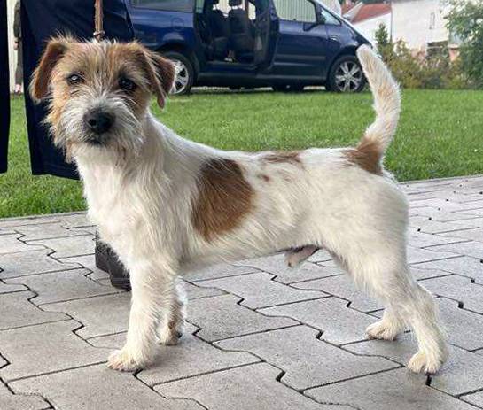 Ubu di Armonia Canina