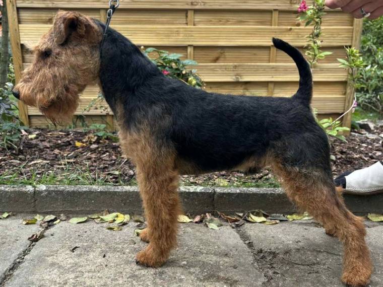 Démon z Čisteckých lesů