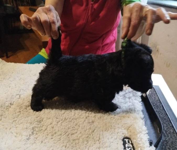 Vrh C Moravian Scott