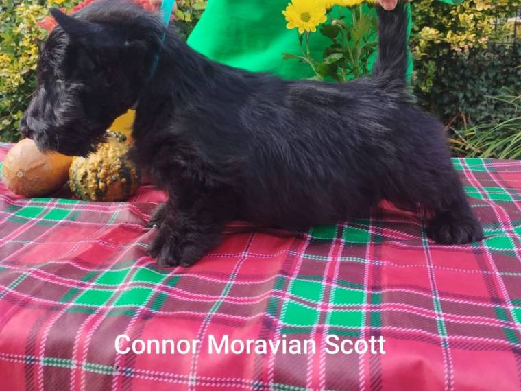 Vrh C Moravian Scott