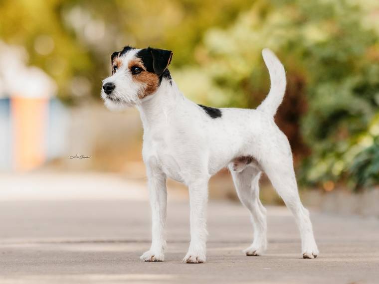 Daredevil Sweet Provocateur